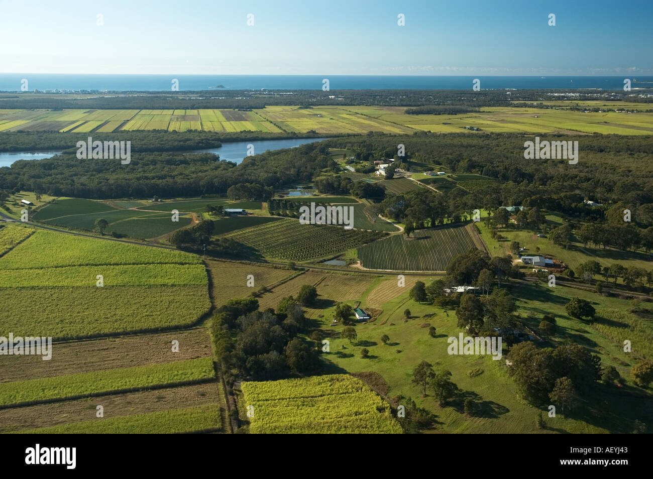 Sugarcane fields North of Maroochydore Queensland Sunshine coast