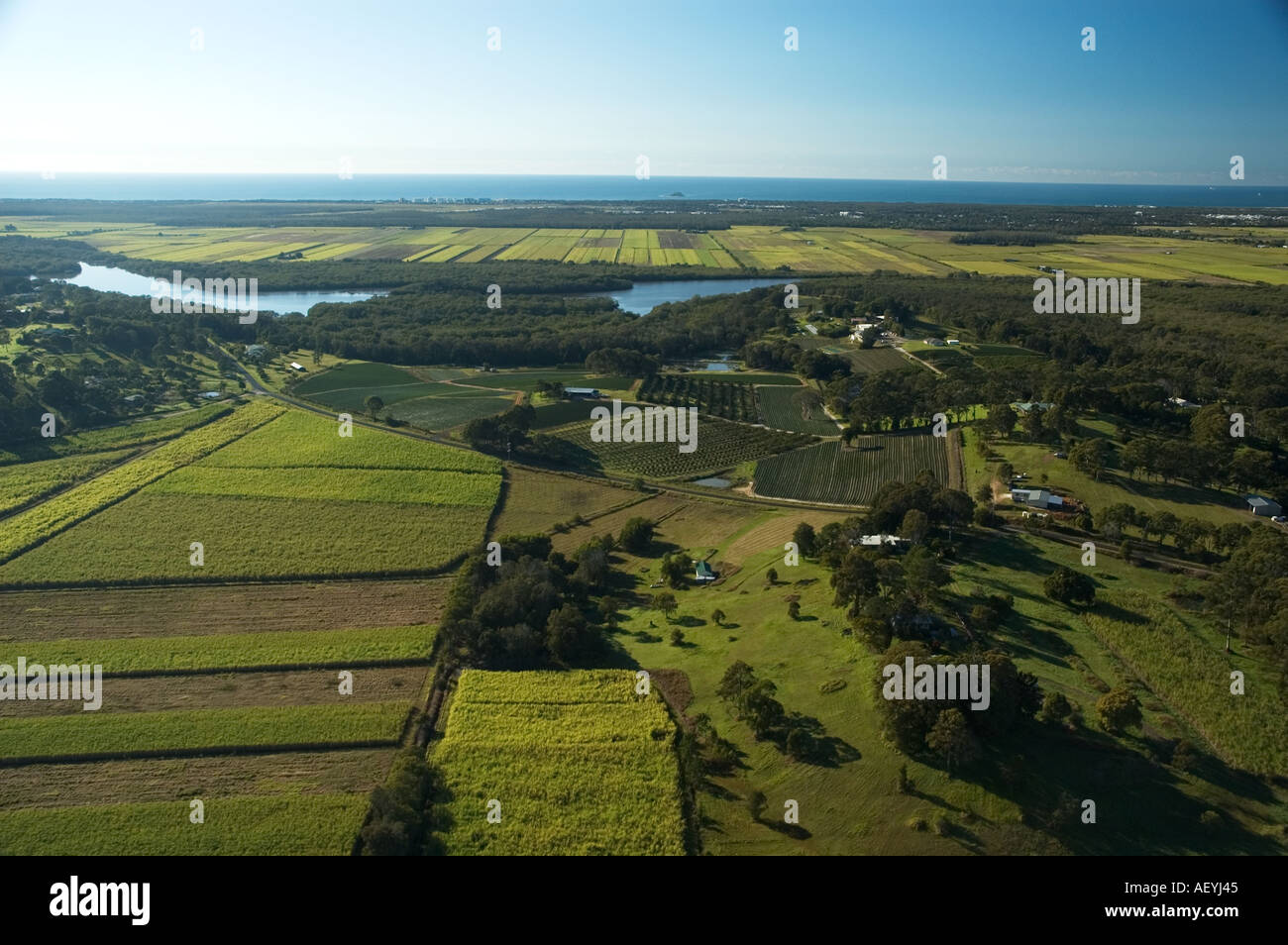 Sugarcane fields North of Maroochydore Queensland Sunshine coast