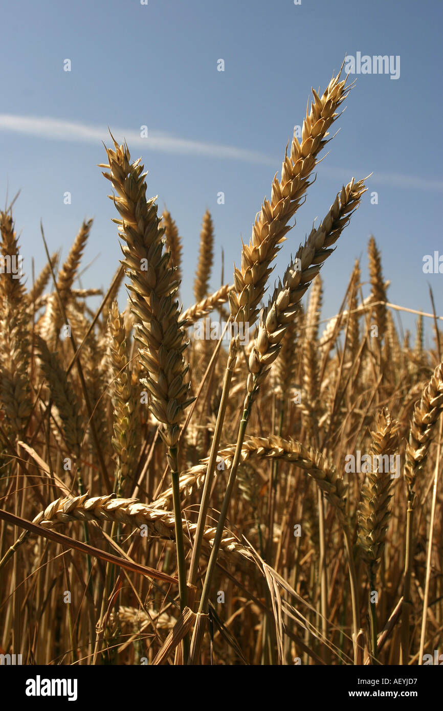 Field wheat harvest hi-res stock photography and images - Alamy