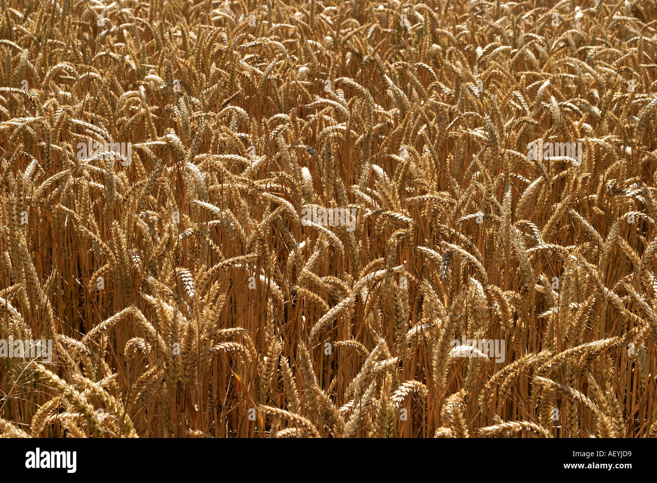 Harvest Cereal field Stock Photo - Alamy