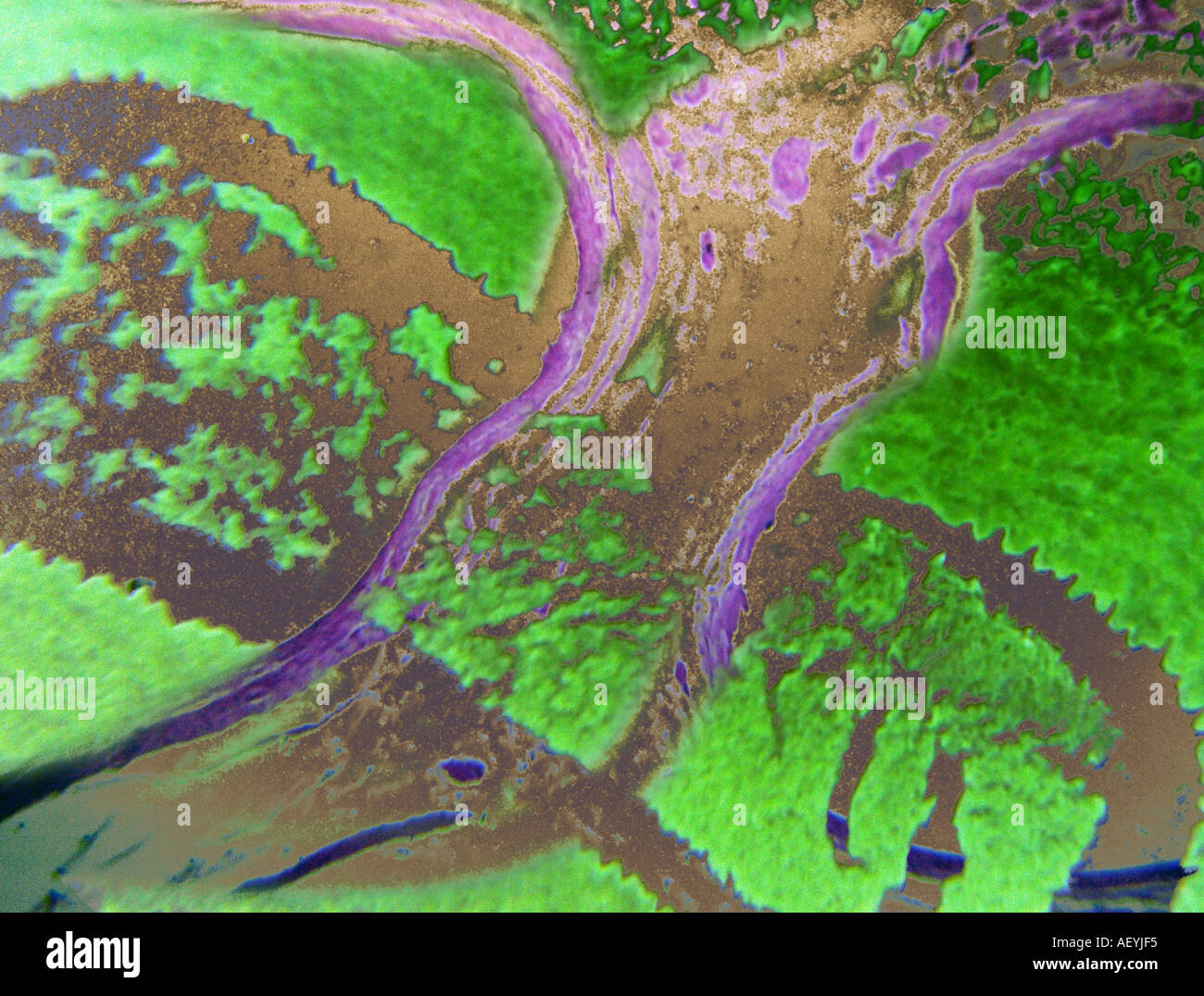 Transverse branch hi-res stock photography and images - Page 5 - Alamy