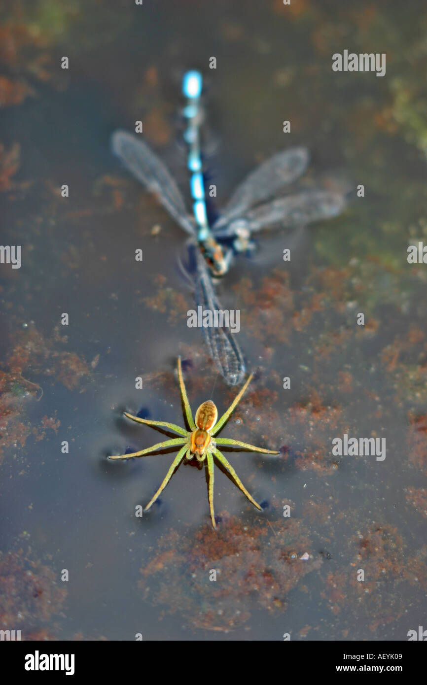 Raft Spider and Damselfly kill at Thursley Common Surrey UK Stock Photo