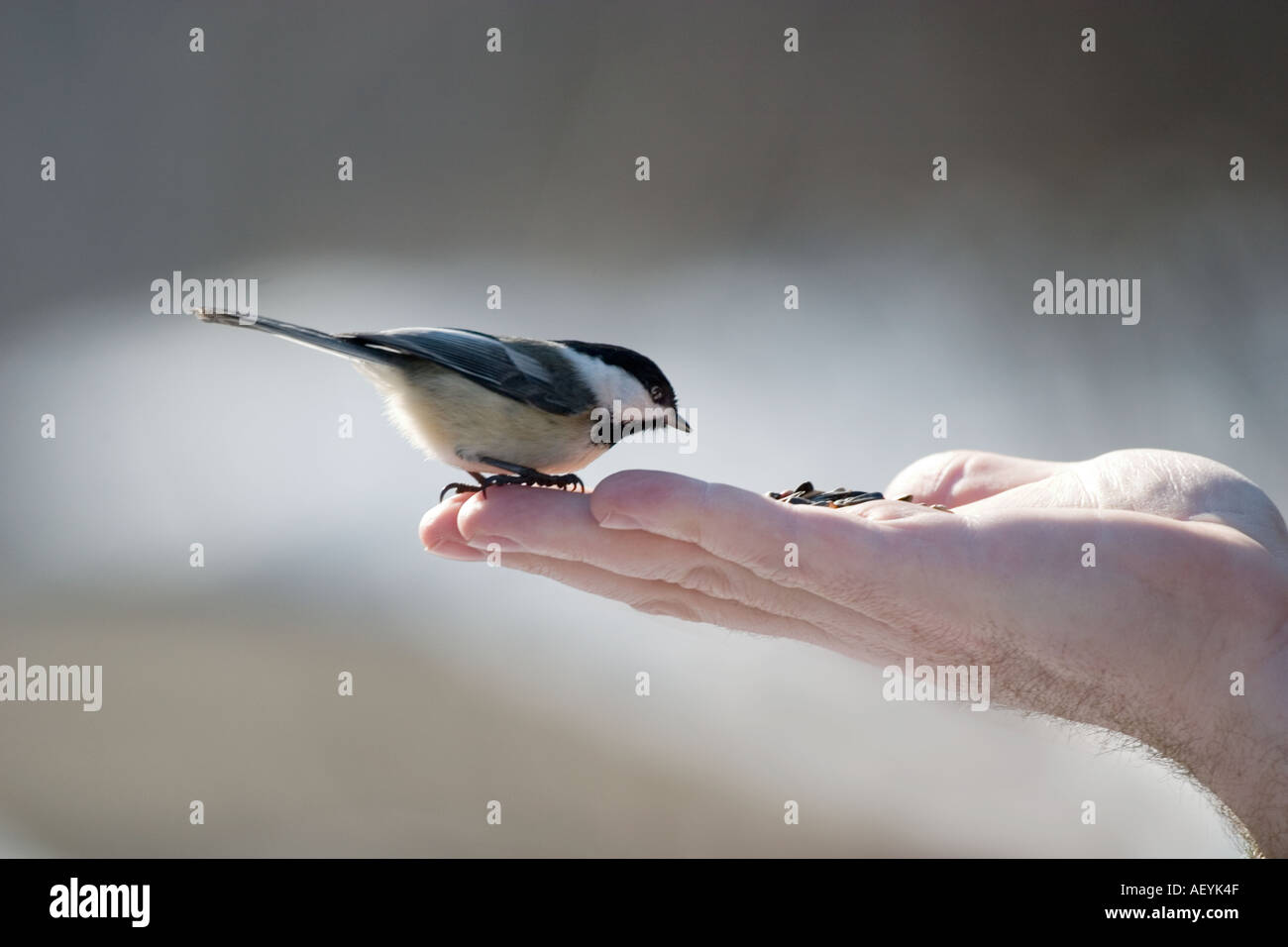 A Bird In The Hand Is Worth Two In The Bush Stock Photo Alamy