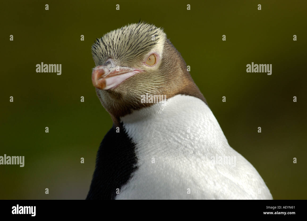 Yellow eyed Penguin close up of head Enderby Island New Zealand Stock Photo