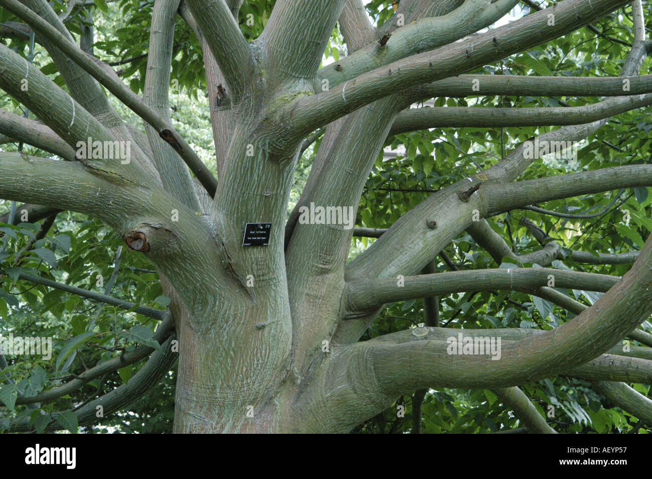 An Acer tree at West Brompton Cemetery London UK 2004 Stock Photo