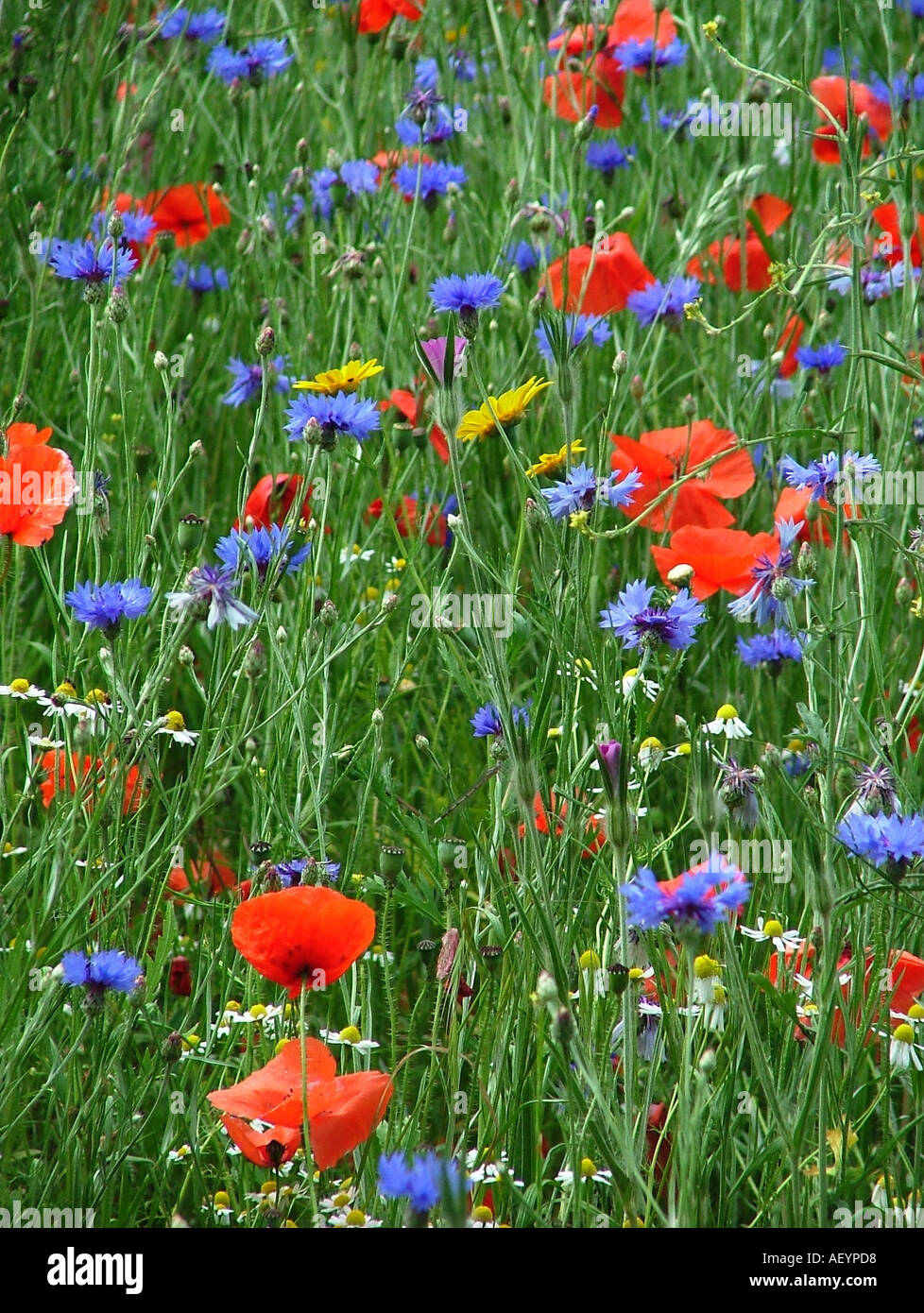 Wild flower meadow Stock Photo Alamy