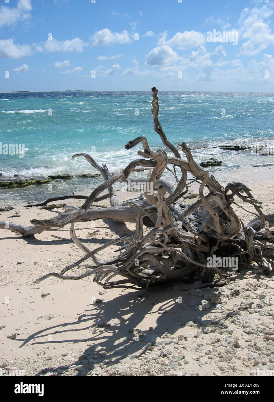 Lady Musgrave Island Australia Stock Photo