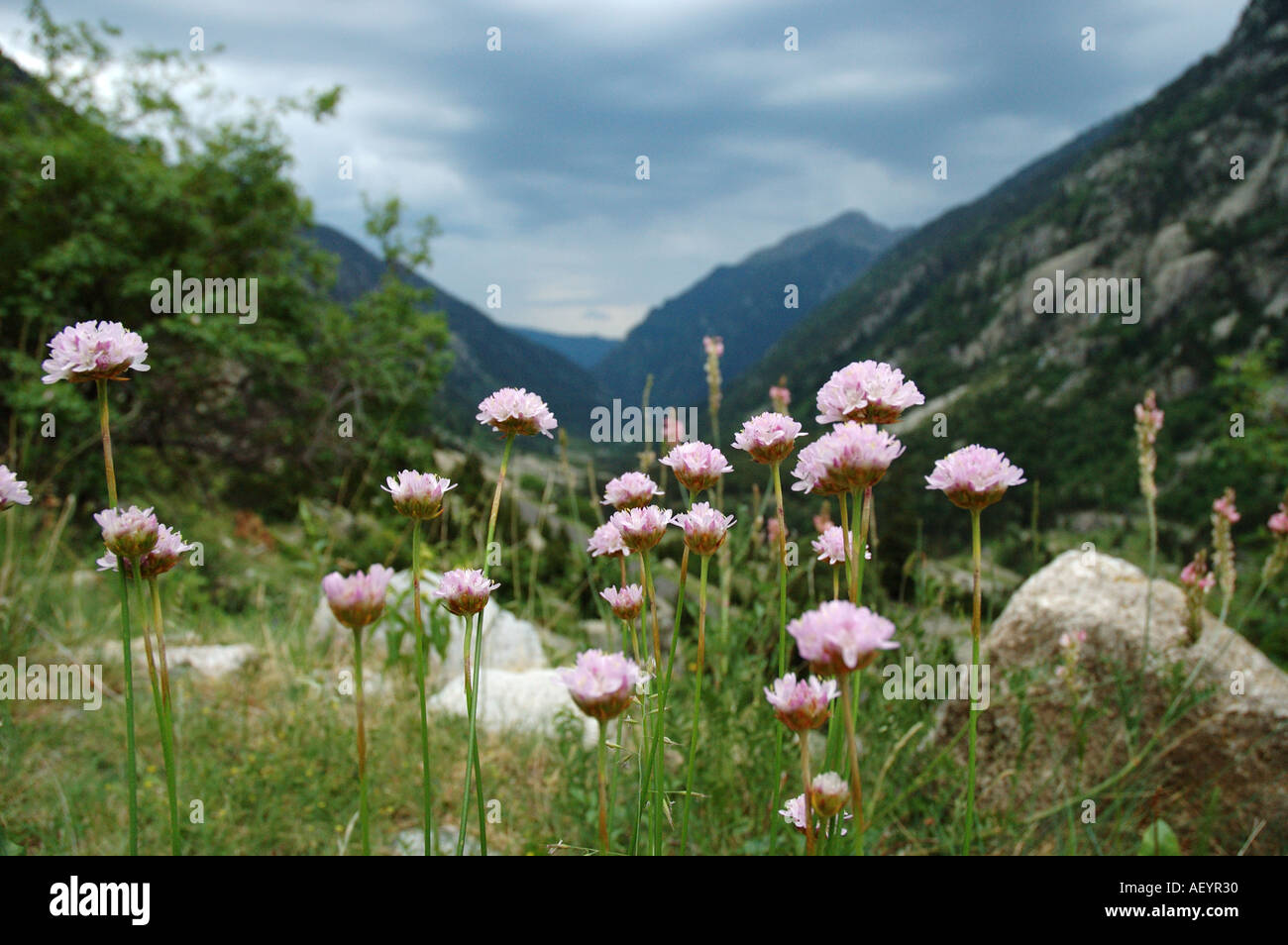purple wild flowers in the spanish pyrenees Stock Photo Alamy