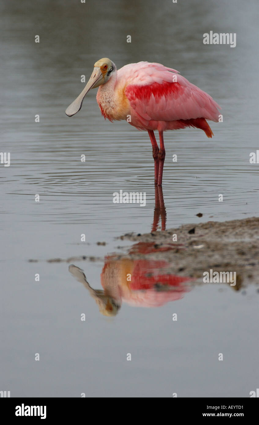 Roseate Spoonbill adult standing in water Florida USA Stock Photo