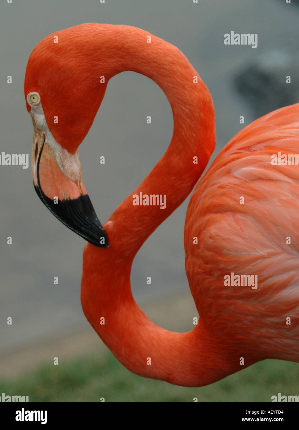 Flamingo Stock Photo