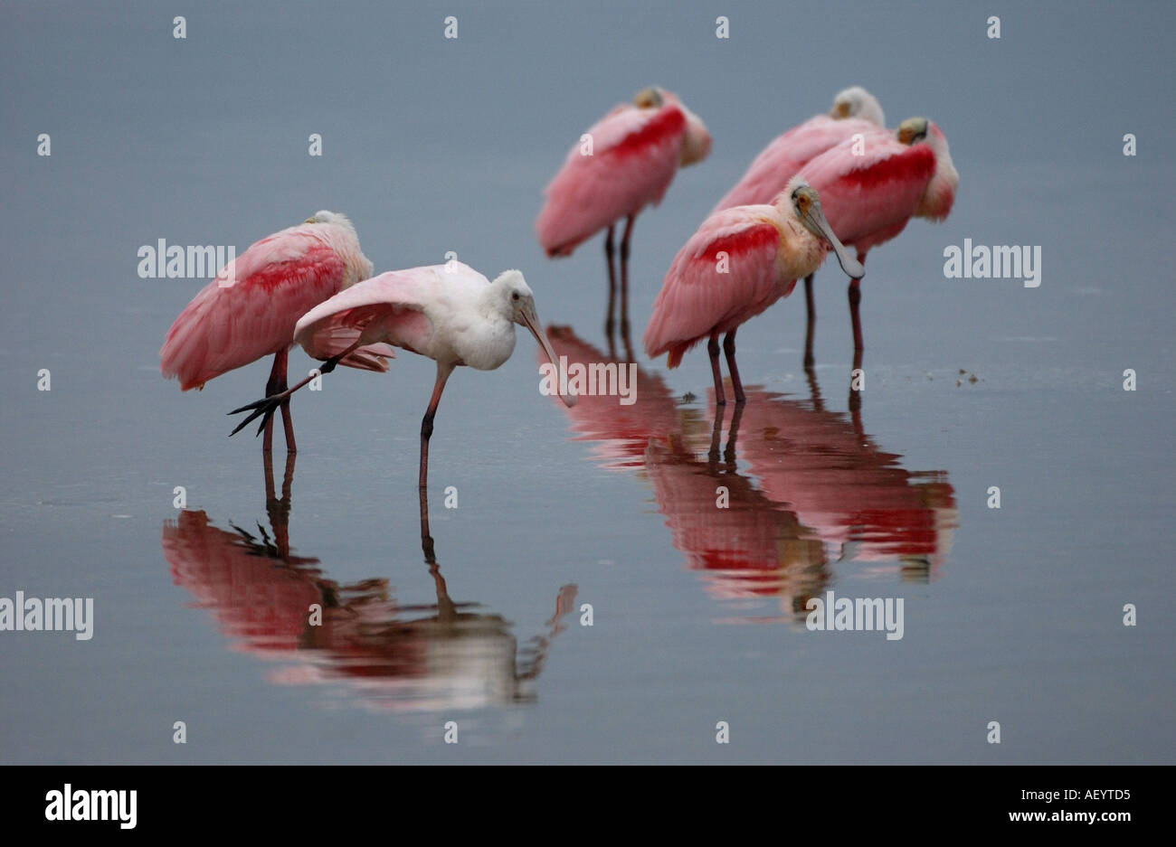 Roseate spoonbill group hires stock photography and images Alamy