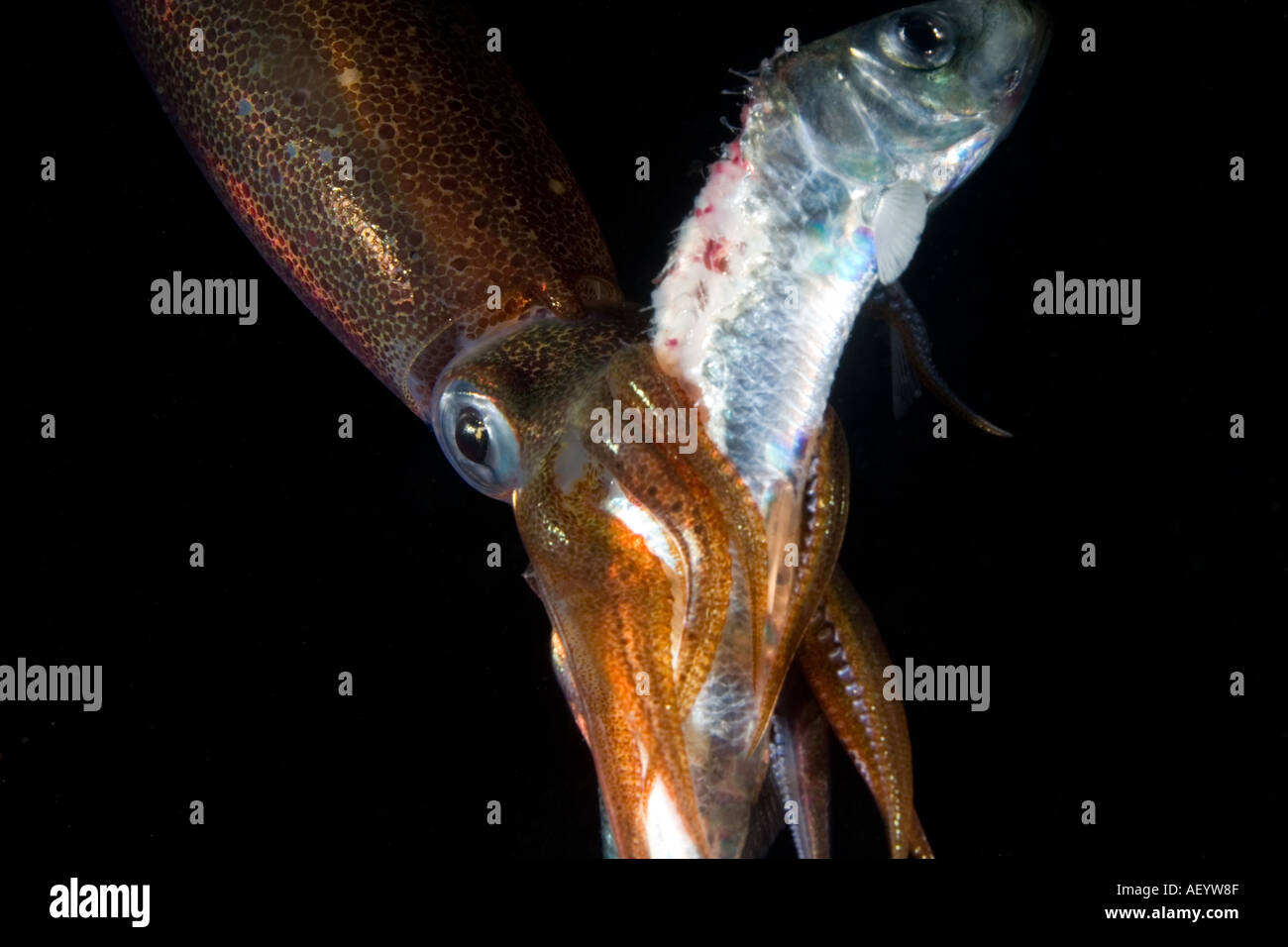 Cephalopod feeding hi-res stock photography and images - Alamy