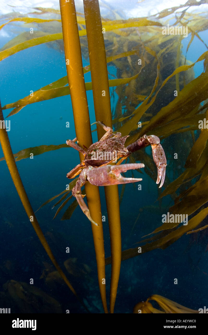 Kelp Crab in kelp bed canopy Stock Photo Alamy