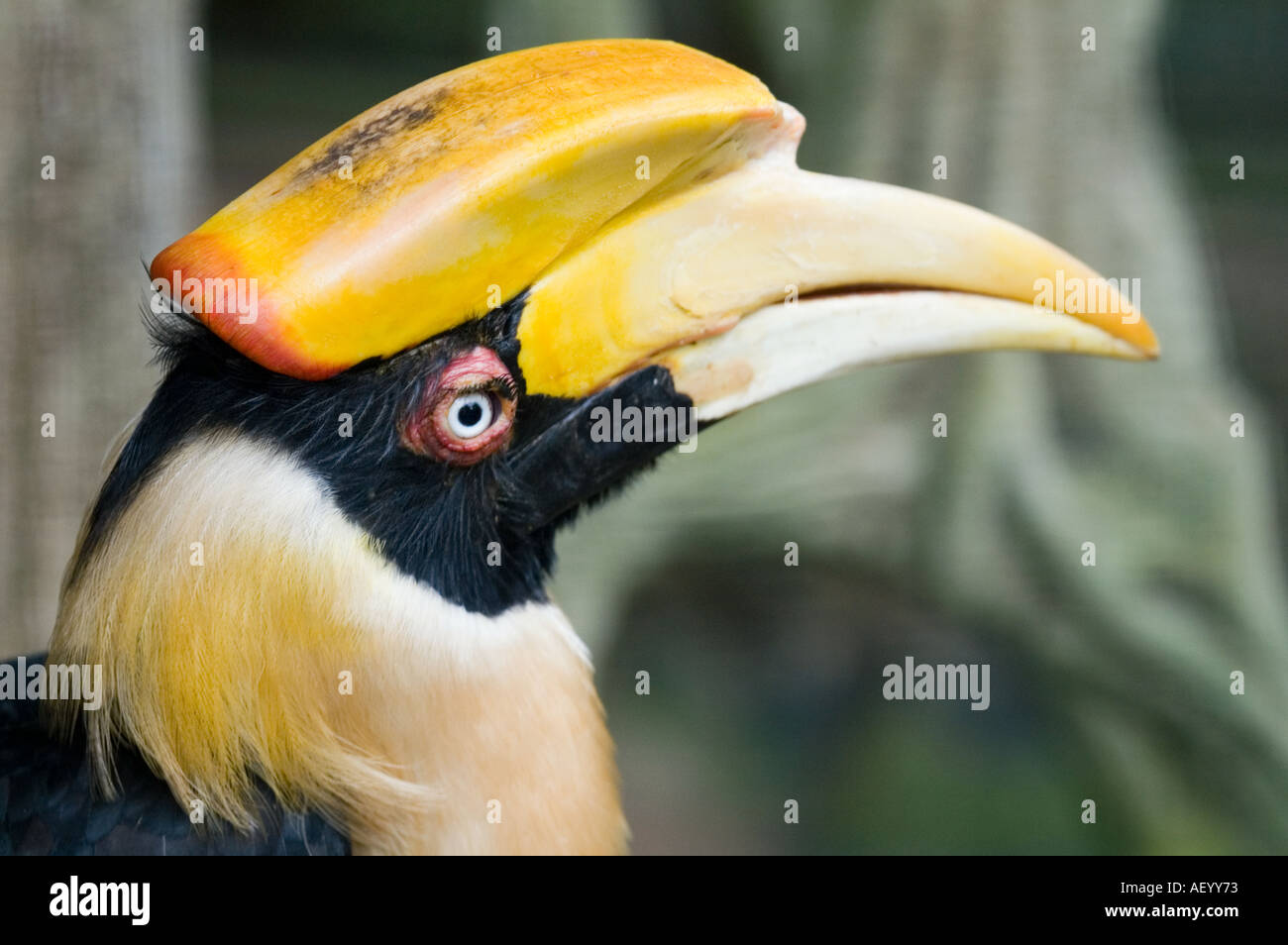 Hornbill in malay