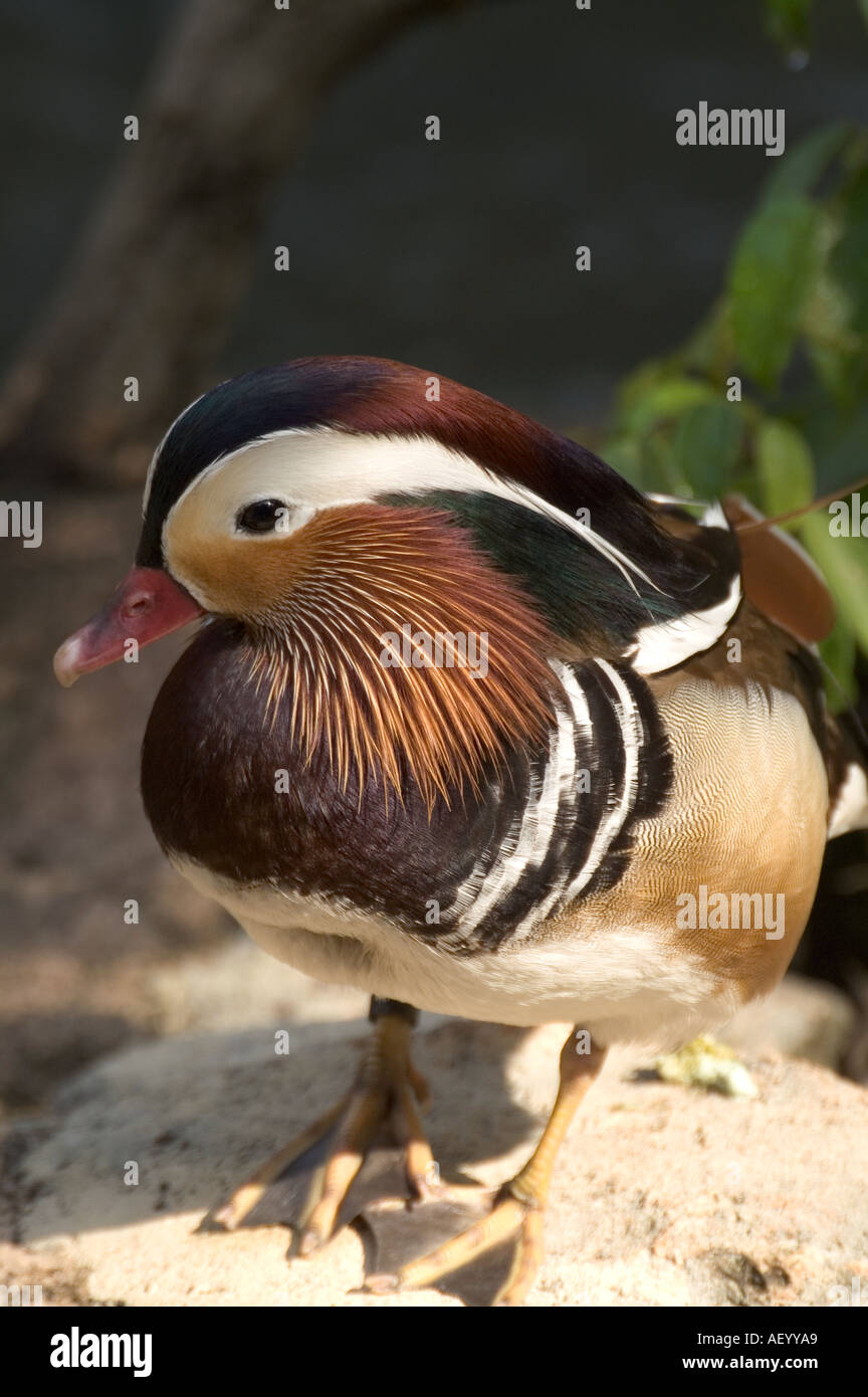 Male Mandarin Duck standing on a rock portrait shot Malaysia Stock ...