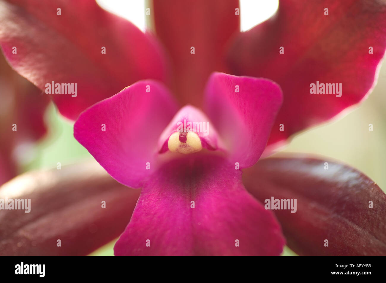 Close up of dark pink orchid Kuala Lumpur Malaysia South East Asia Stock Photo