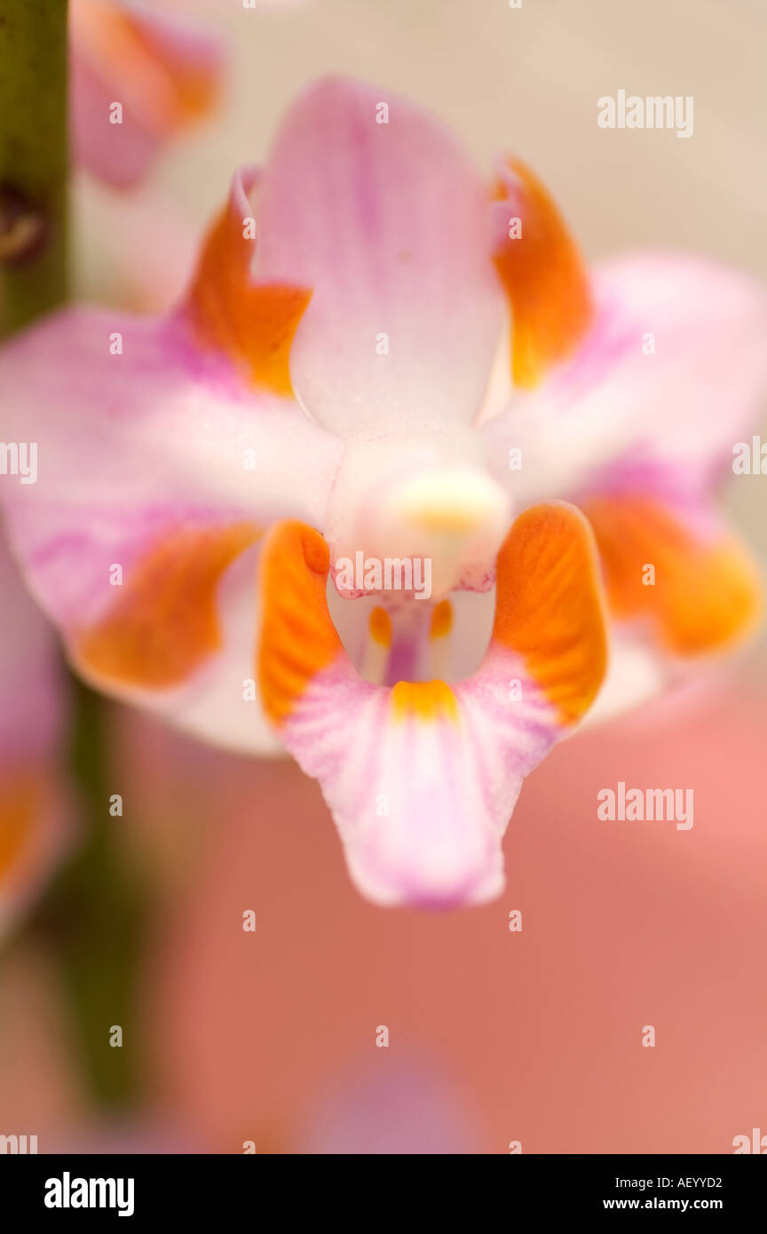 Close up of Doritis Orchid Kuala Lumpur Malaysia South East Asia Stock Photo