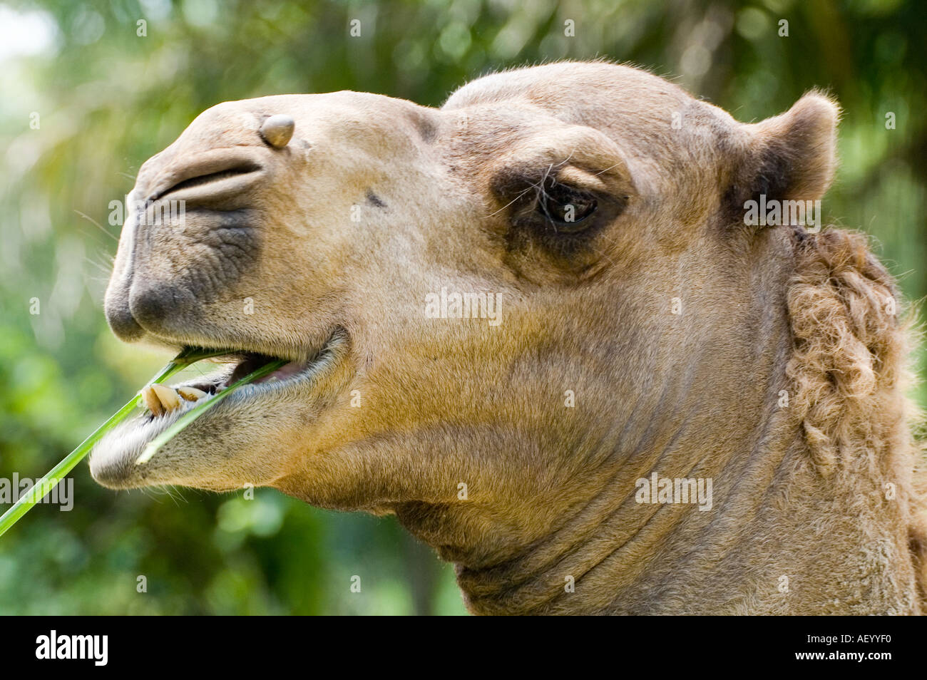 Dromedary one humped camel Camelus dromedarius eating grass in a tropical country Asia Malaysia Stock Photo