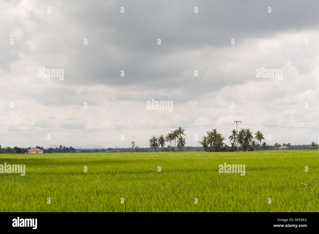 Padi fields in Sekinchan, Malaysia Stock Photo