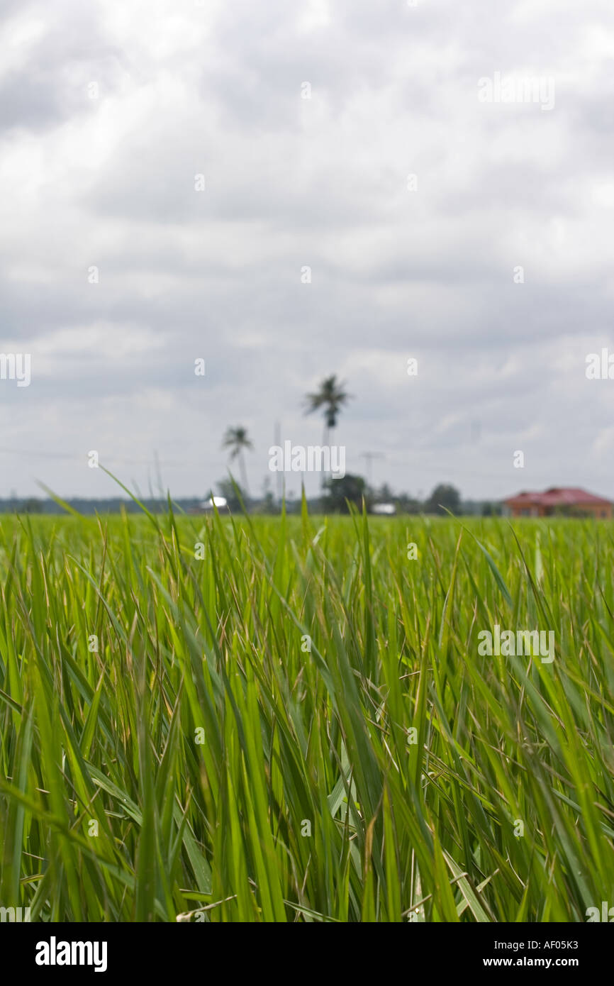 Padi fields in Sekinchan, Malaysia Stock Photo