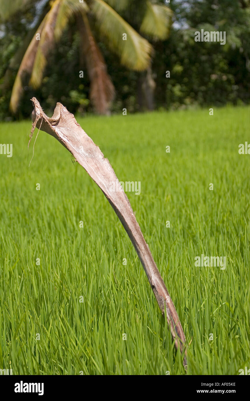 Poles in the padi fields in Sekinchan, Malaysia Stock Photo