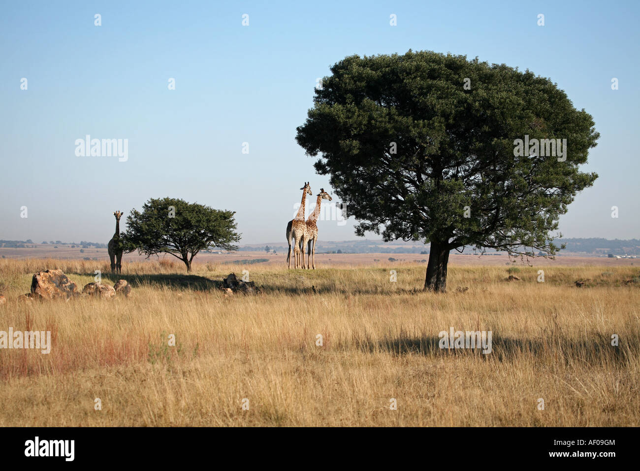 Giraffe Family stood looking over hill top. Stock Photo