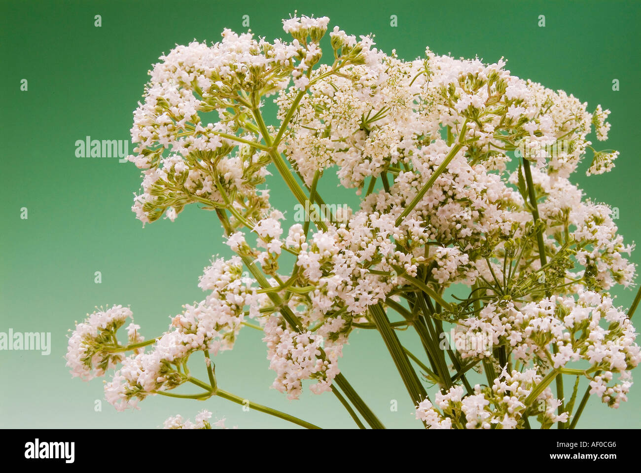 blossoms of valerian Valeriana officinalis medical plant sedative calming effect promotion of sleep inhibition of fears Stock Photo