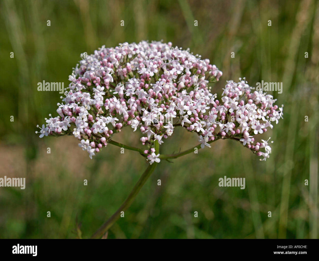 bee on bloomer blooming valerian Valeriana officinalis medical plant