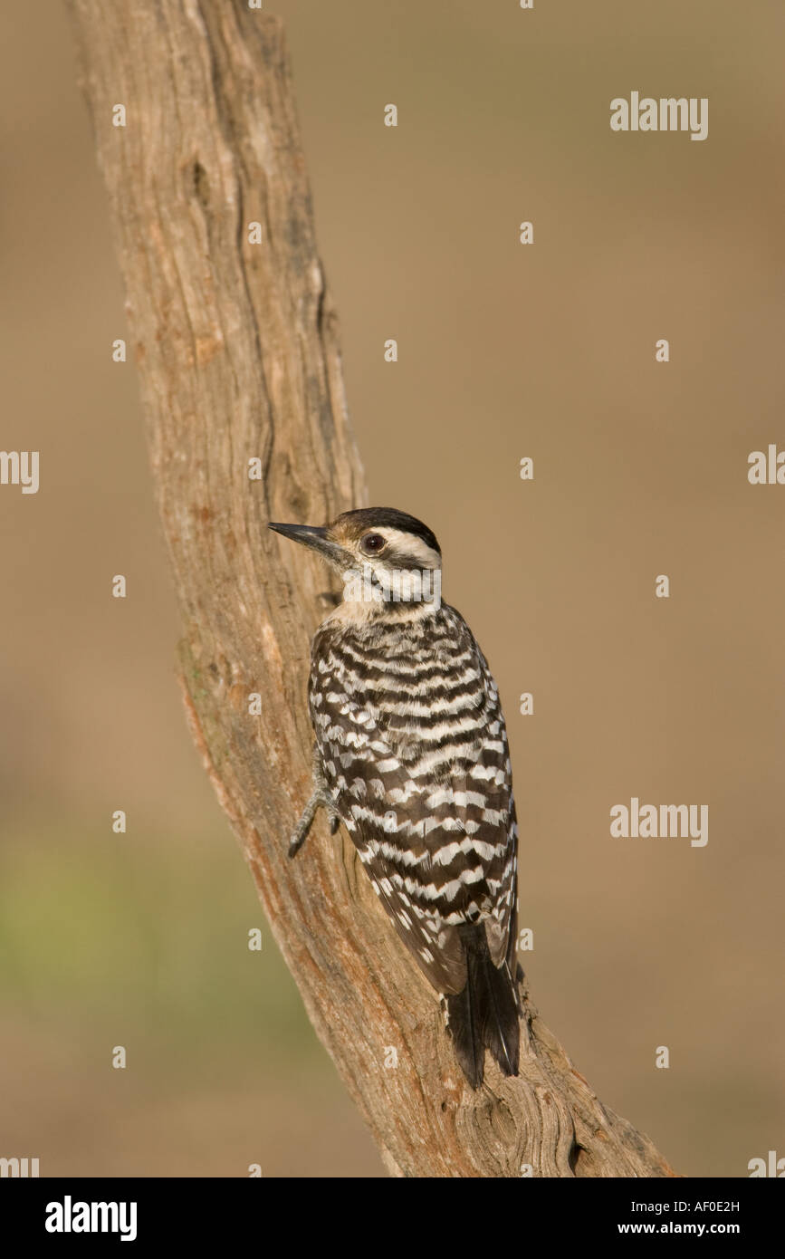 Ladder backed Woodpecker Female Stock Photo Alamy