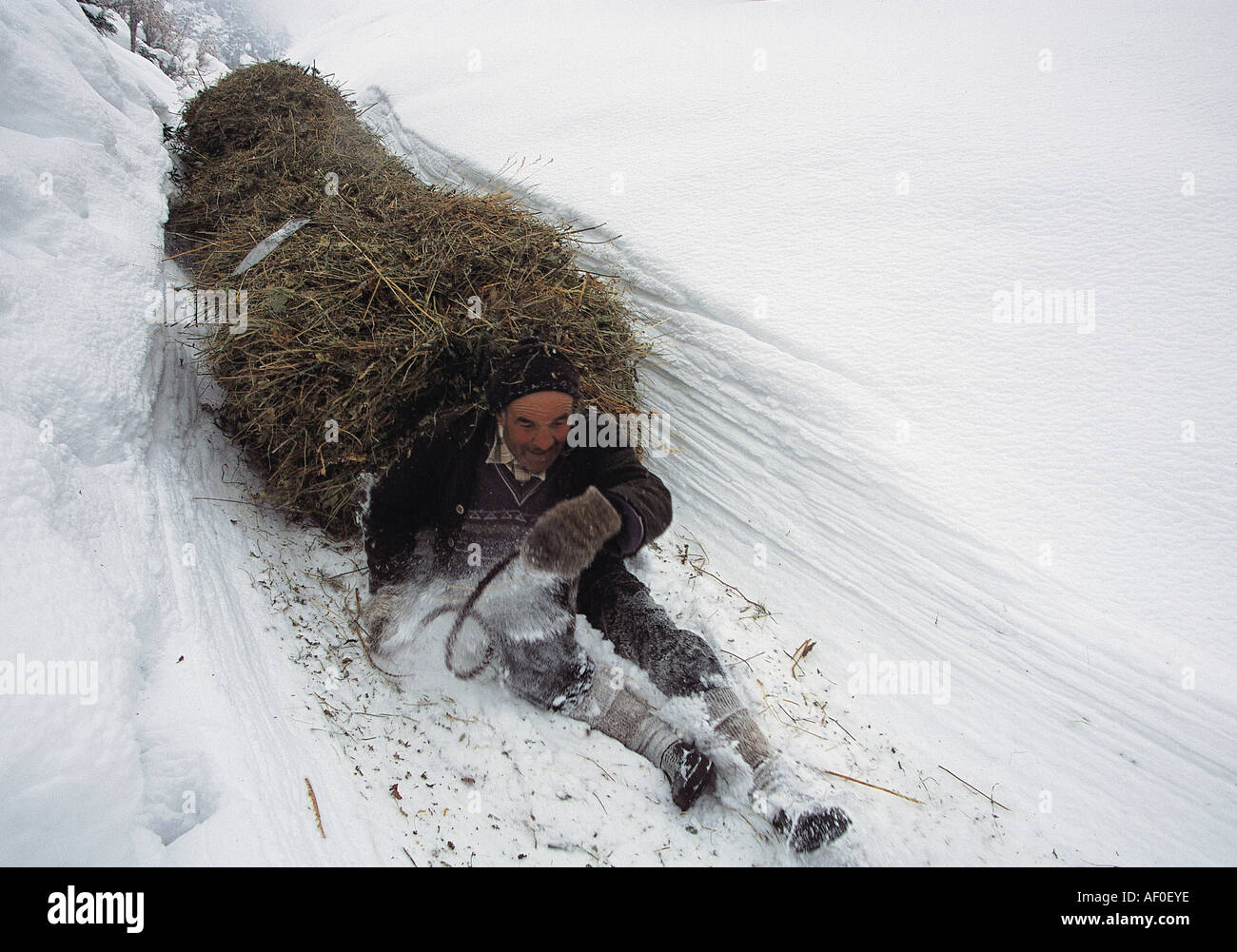 Villagers sledding straws to home for feeding the livestock in winter Şavşat Artvin Turkey Stock Photo