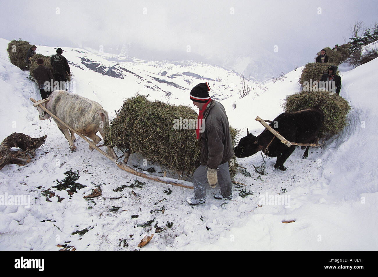 Maden villagers of Savsat , bringing down straws they stored in summer time , Turkey . Stock Photo