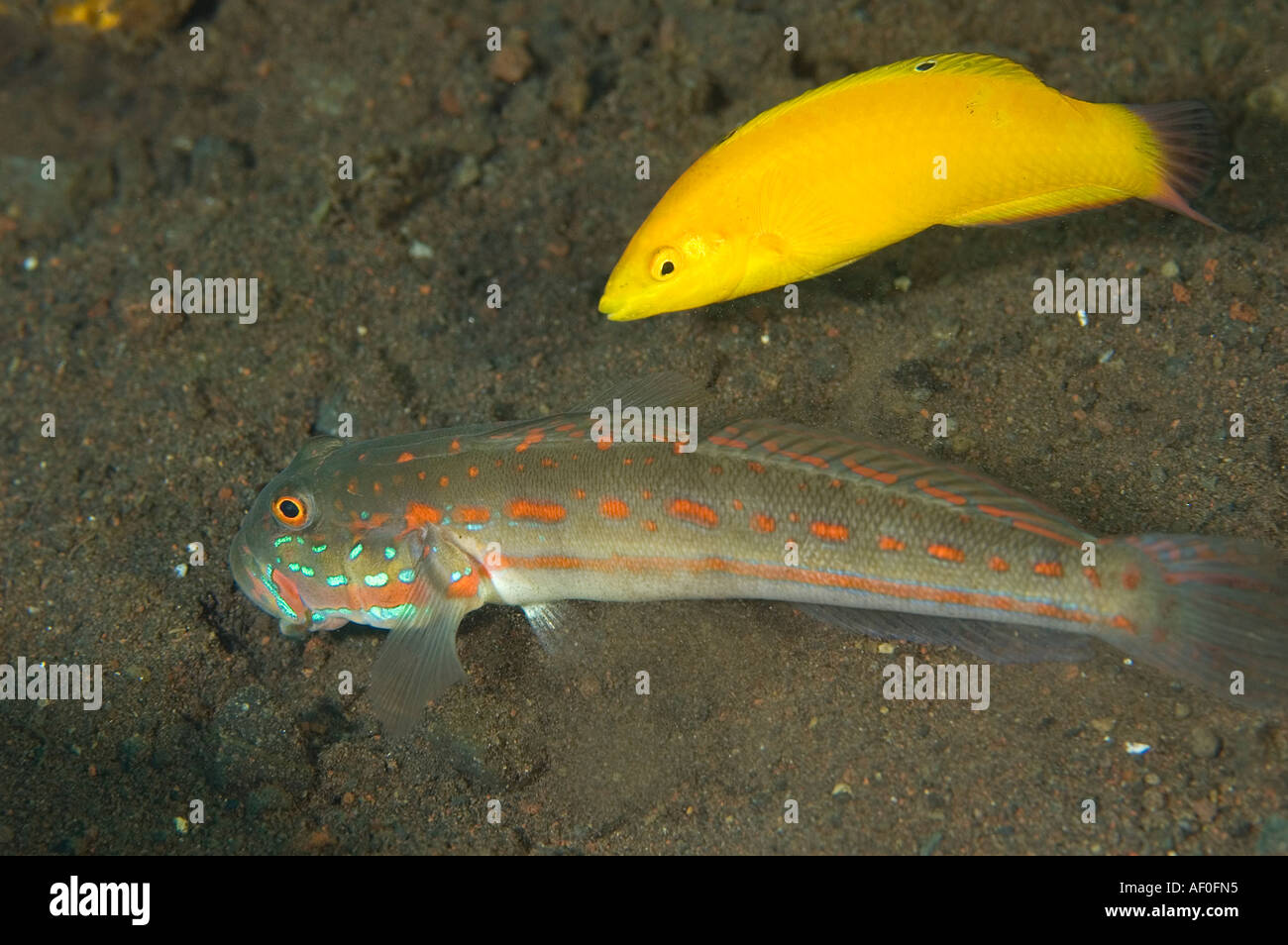 Maiden goby, Valenciennea strigata, feeding on the sand bottom. Canary wrasse, Halichoeres chrysus, watching closely for escapin Stock Photo