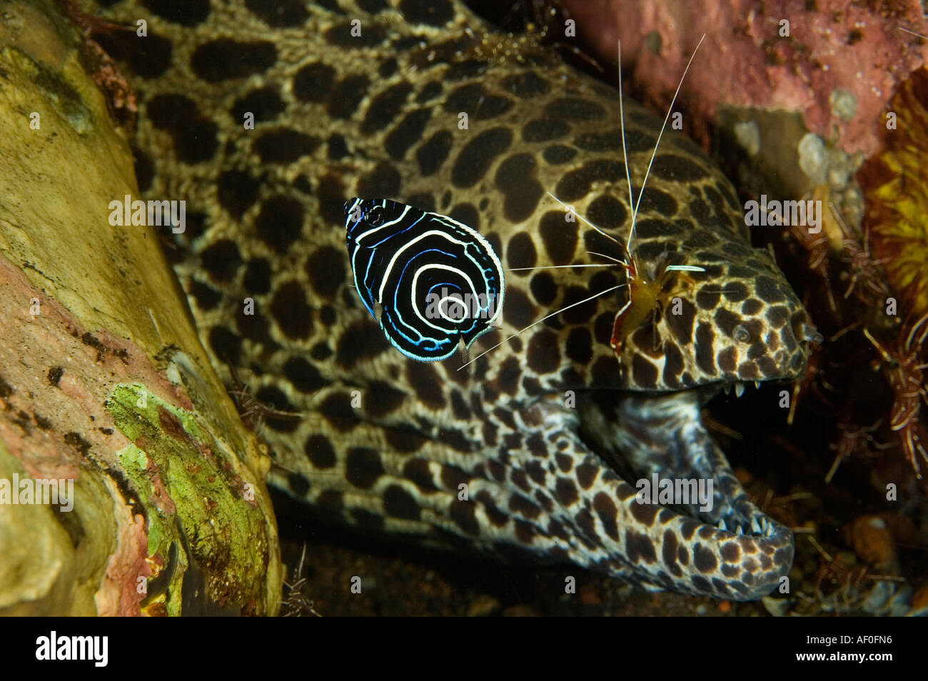 Honeycomb moray eel, Gymnothorax favagineus, being cleaned by cleaner shrimps, Lysmata amboinensis, and juvenile emperor angelfi Stock Photo