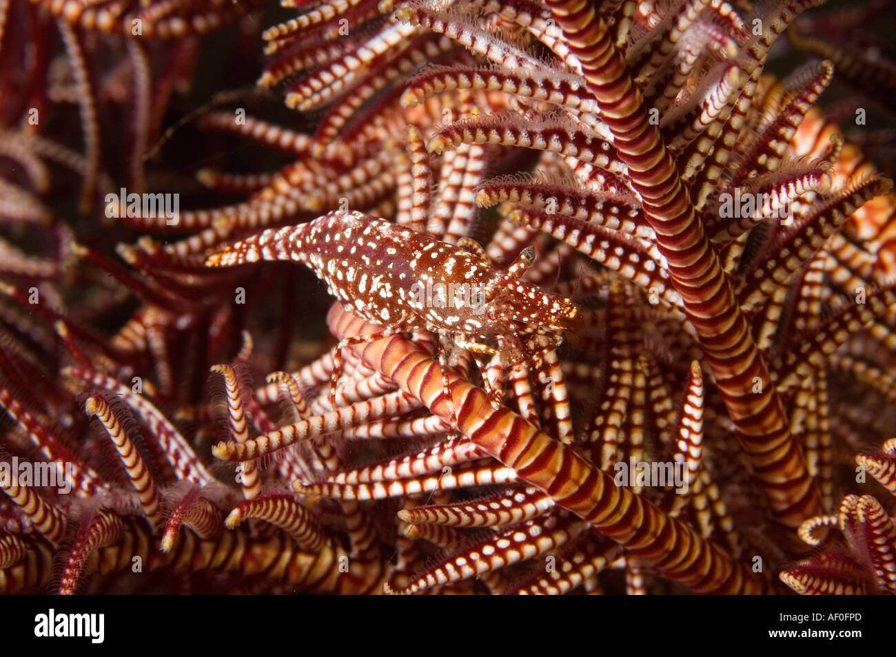 Commensal shrimp, Periclimenes commensalis, camouflaging on a feather star, Bali Indonesia. Stock Photo