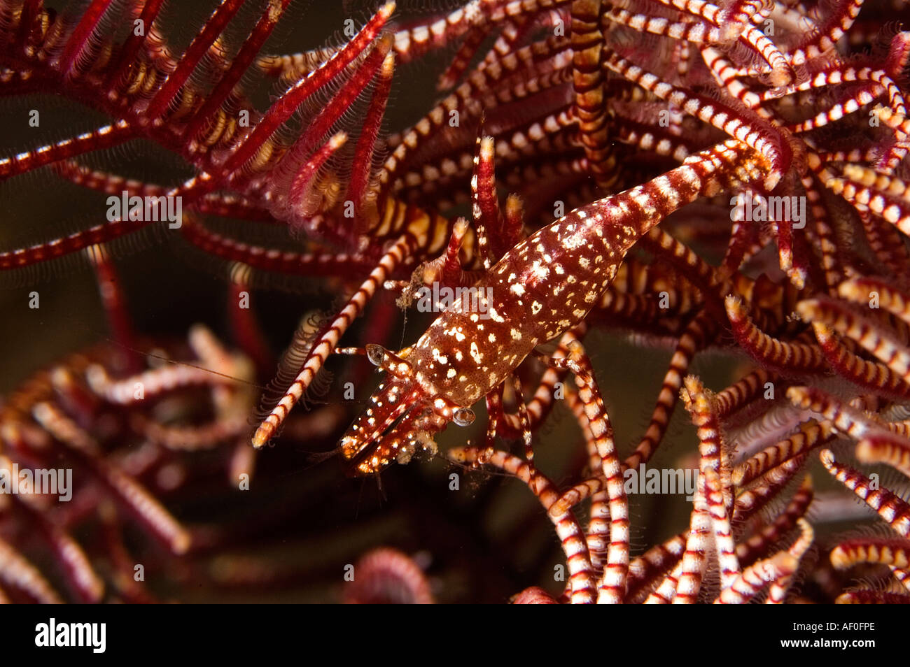 Commensal shrimp, Periclimenes commensalis, camouflaging on a feather star, Bali Indonesia. Stock Photo