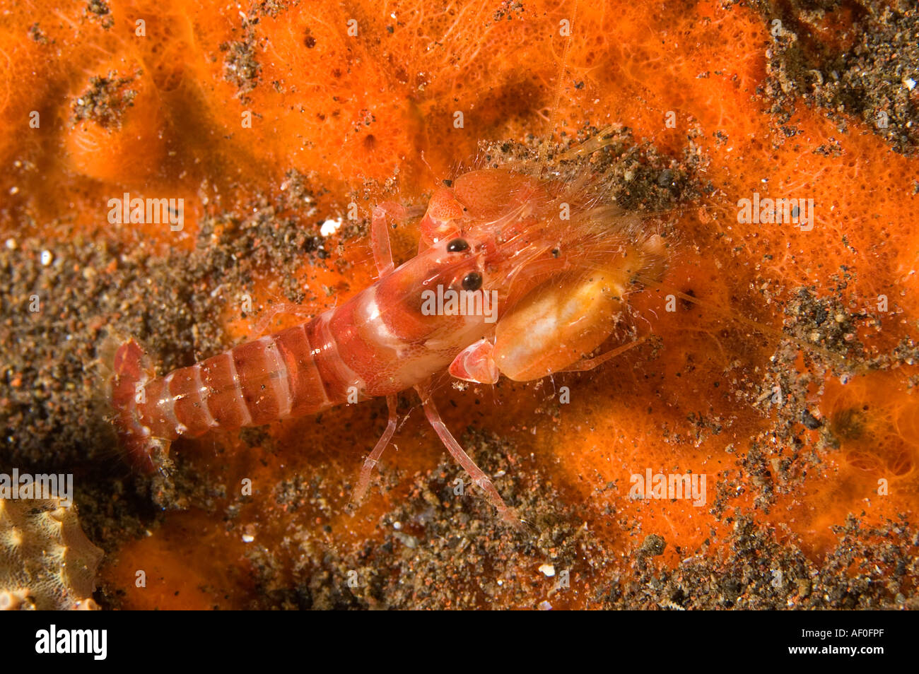 Snapping shrimp, Alpheus leviusculus, Bali Indonesia. Stock Photo
