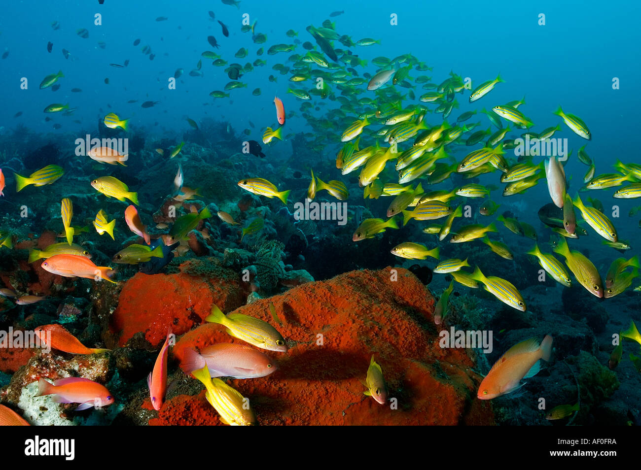 Blue lined snappers, Lutjanus kasmira, Bali Indonesia. Stock Photo