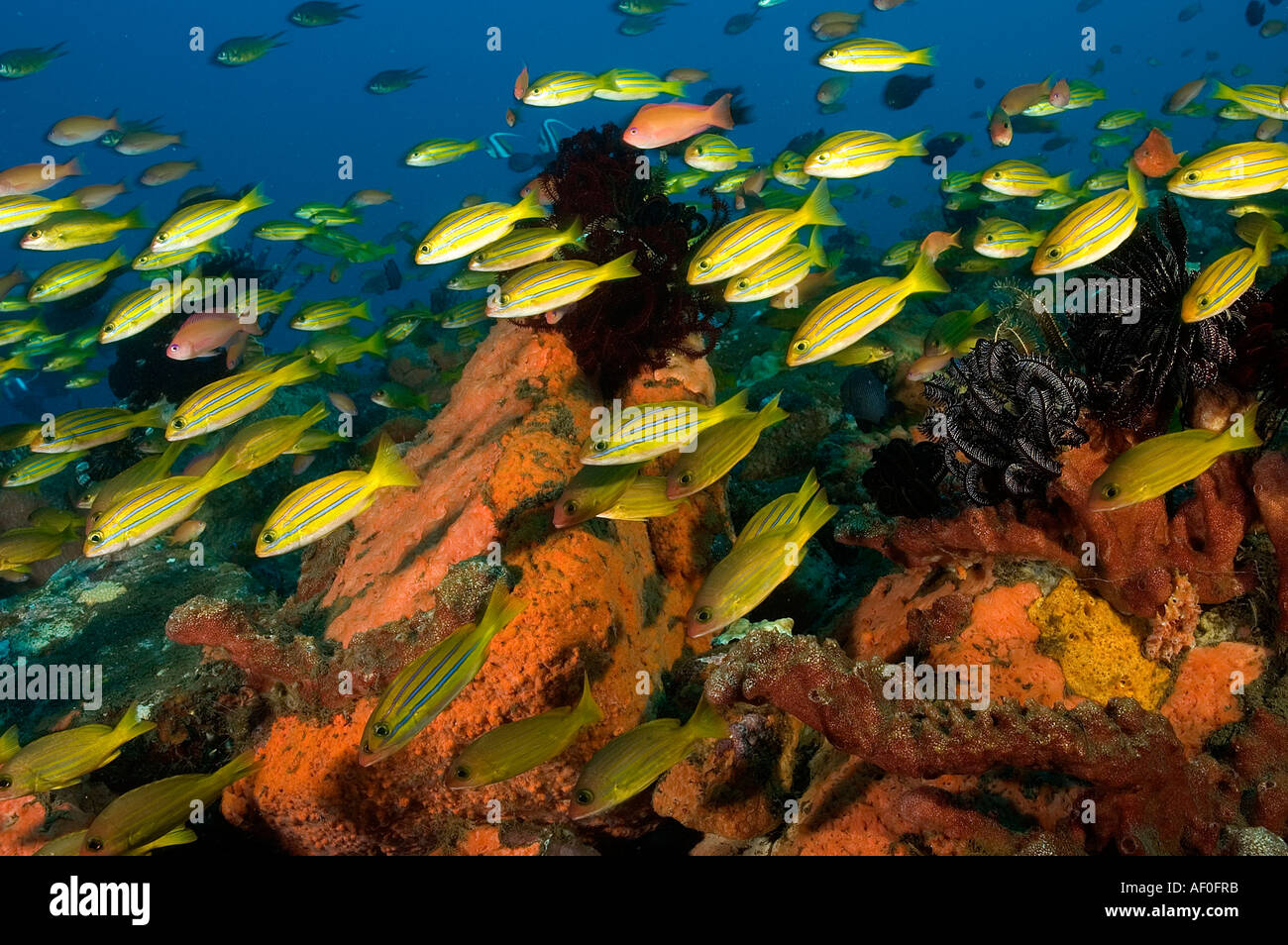 Blue lined snappers, Lutjanus kasmira, Bali Indonesia. Stock Photo
