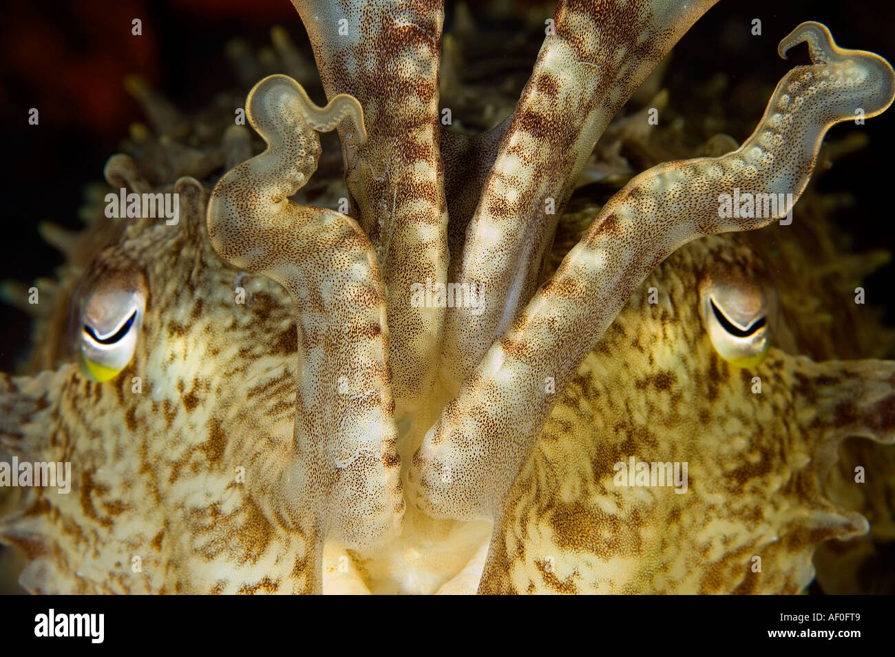 Cuttlefish, Sepia latimanus, face details, Bali Indonesia. Stock Photo