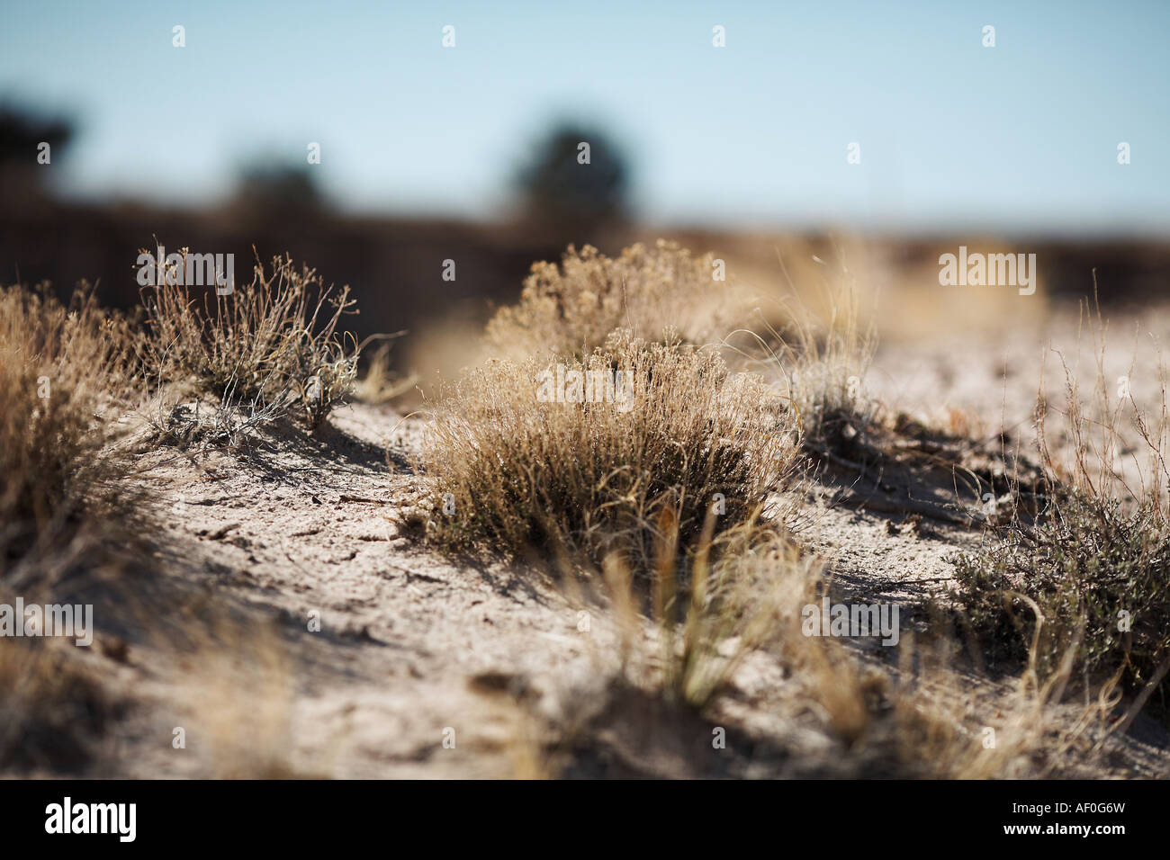 Desert Plants Petrified Forest National Park, Holbrook, Arizona, United States Stock Photo