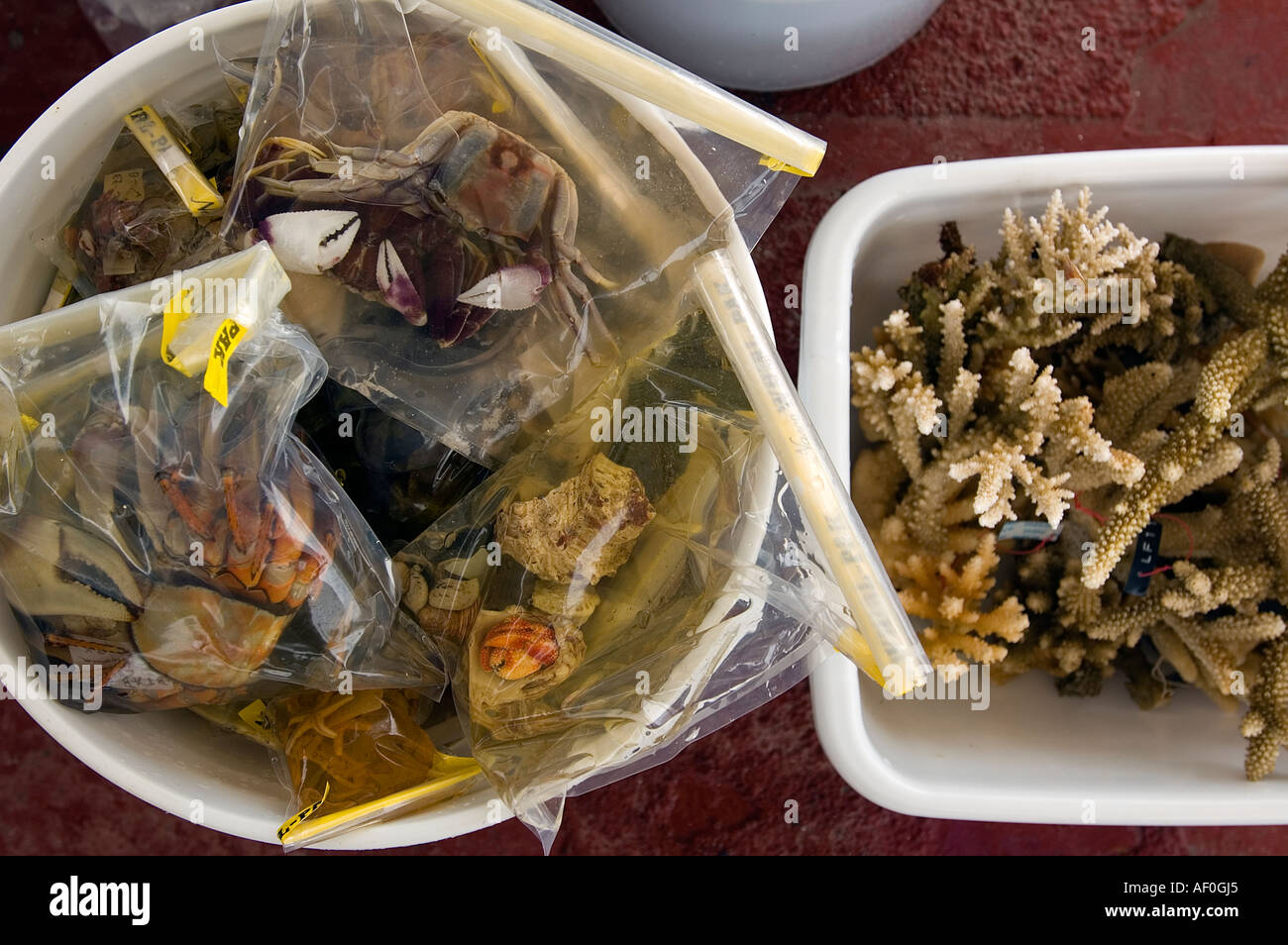 Crustacea and coral samples in buckets. Tabuaeran (Fanning Island) lagoon, Kribati. Stock Photo
