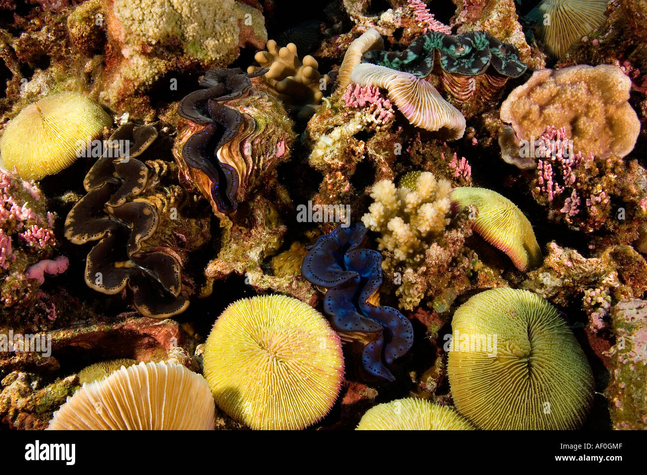 Giant clams and mushroom corals in massive populations Kingman Reef Stock Photo