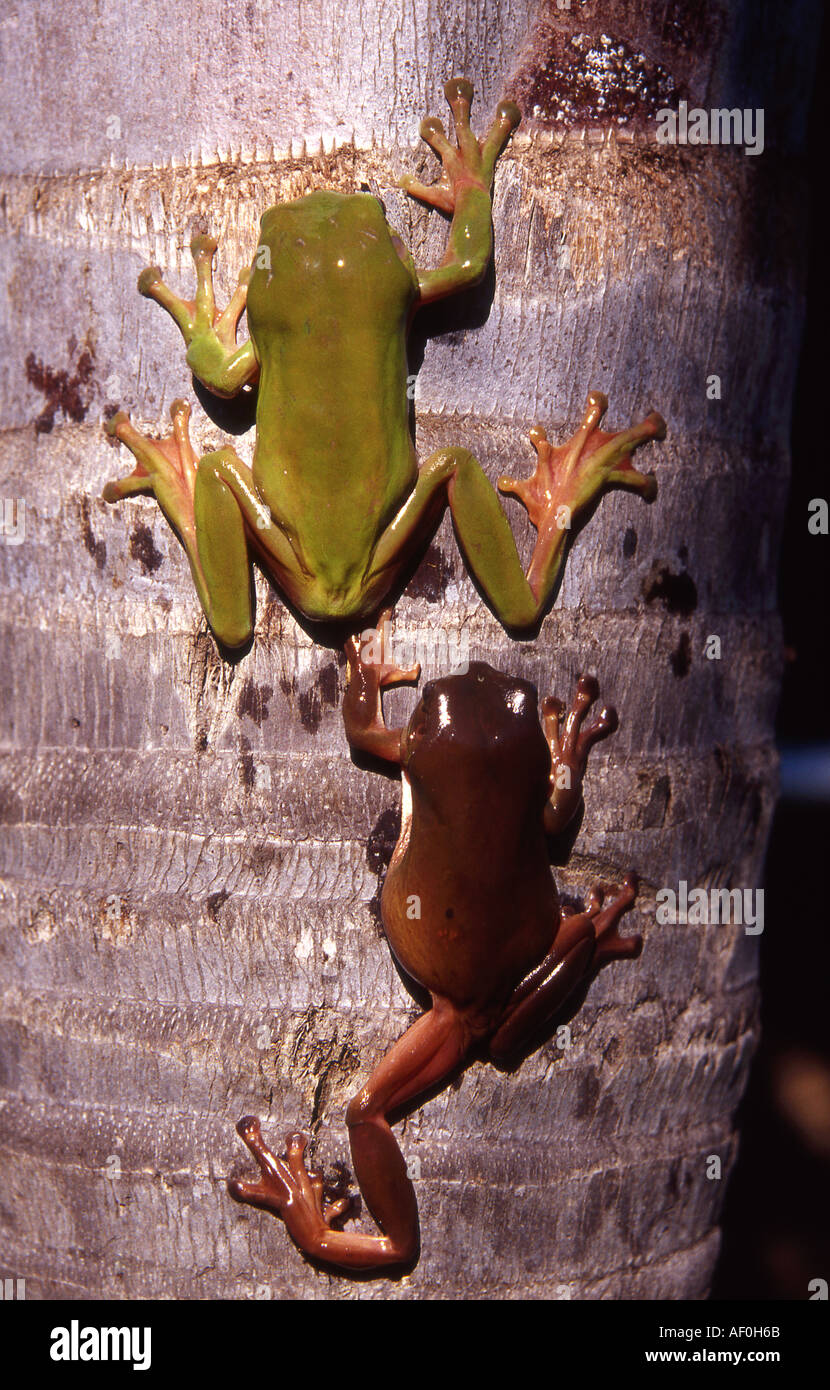 two australian green treefrogs climbing palm tree Stock Photo