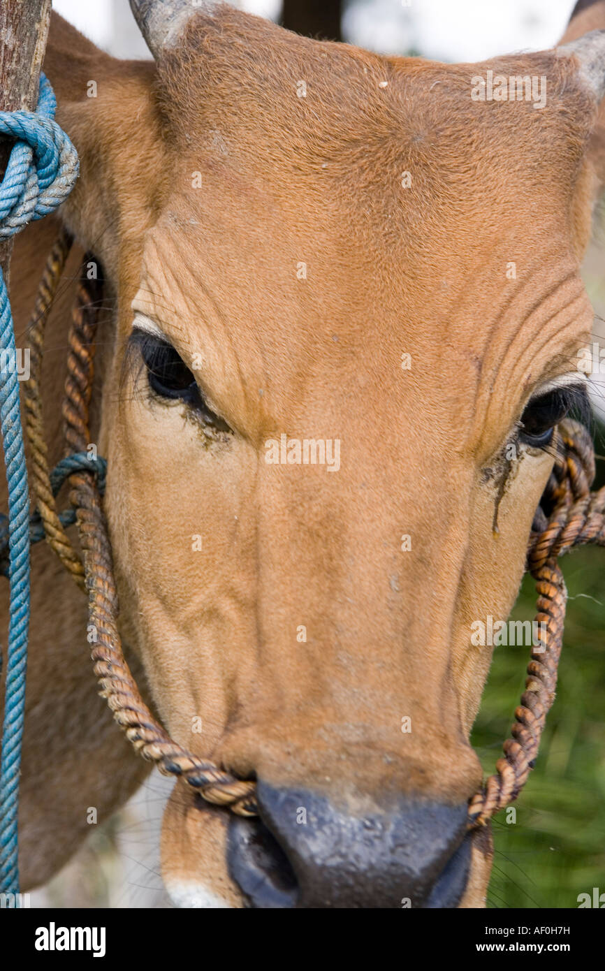 cow with rope through nose looking to camera in field Stock Photo Alamy
