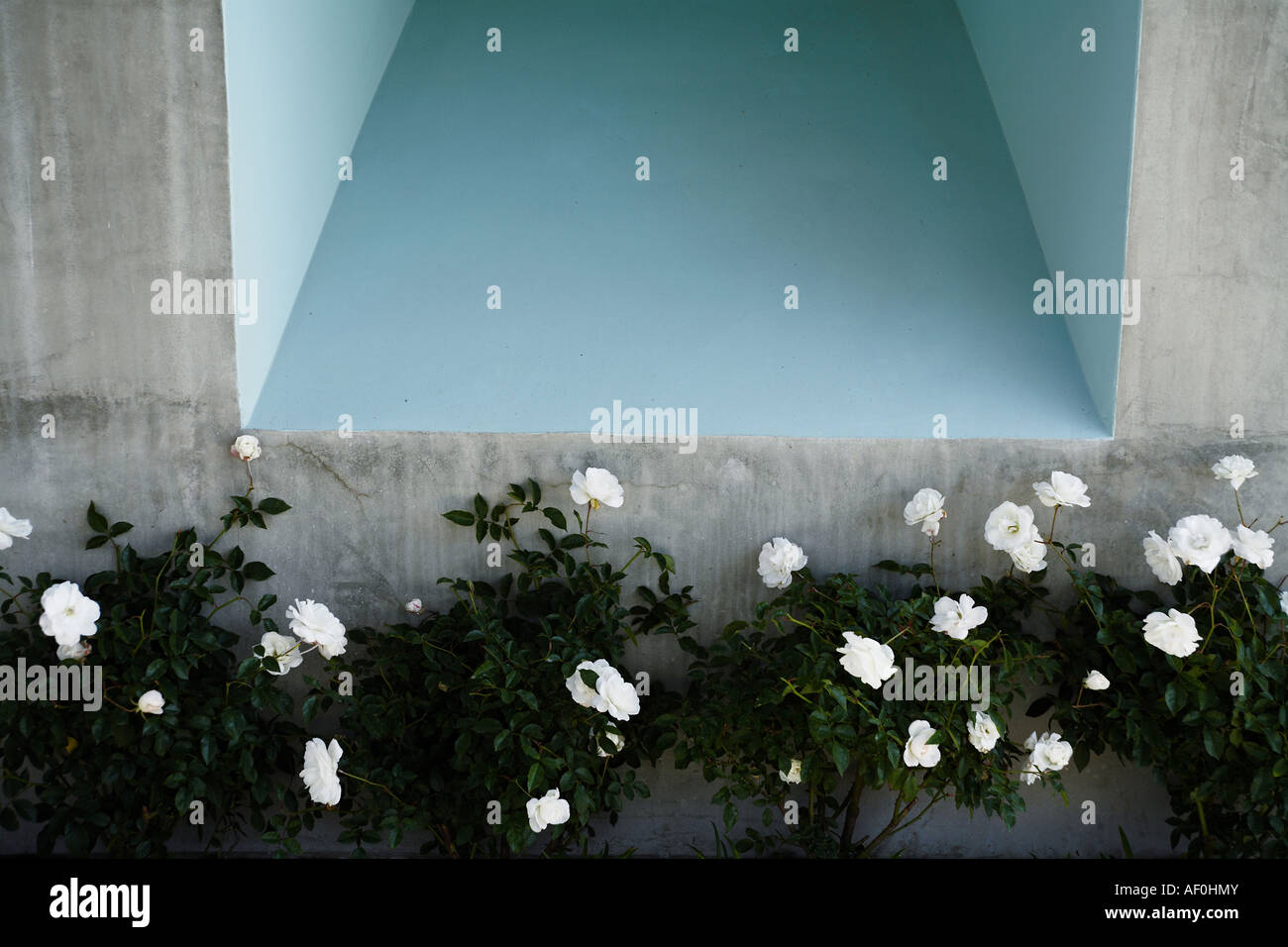Roses Along Boardwalk Venice Beach, Los Angeles County, California, USA