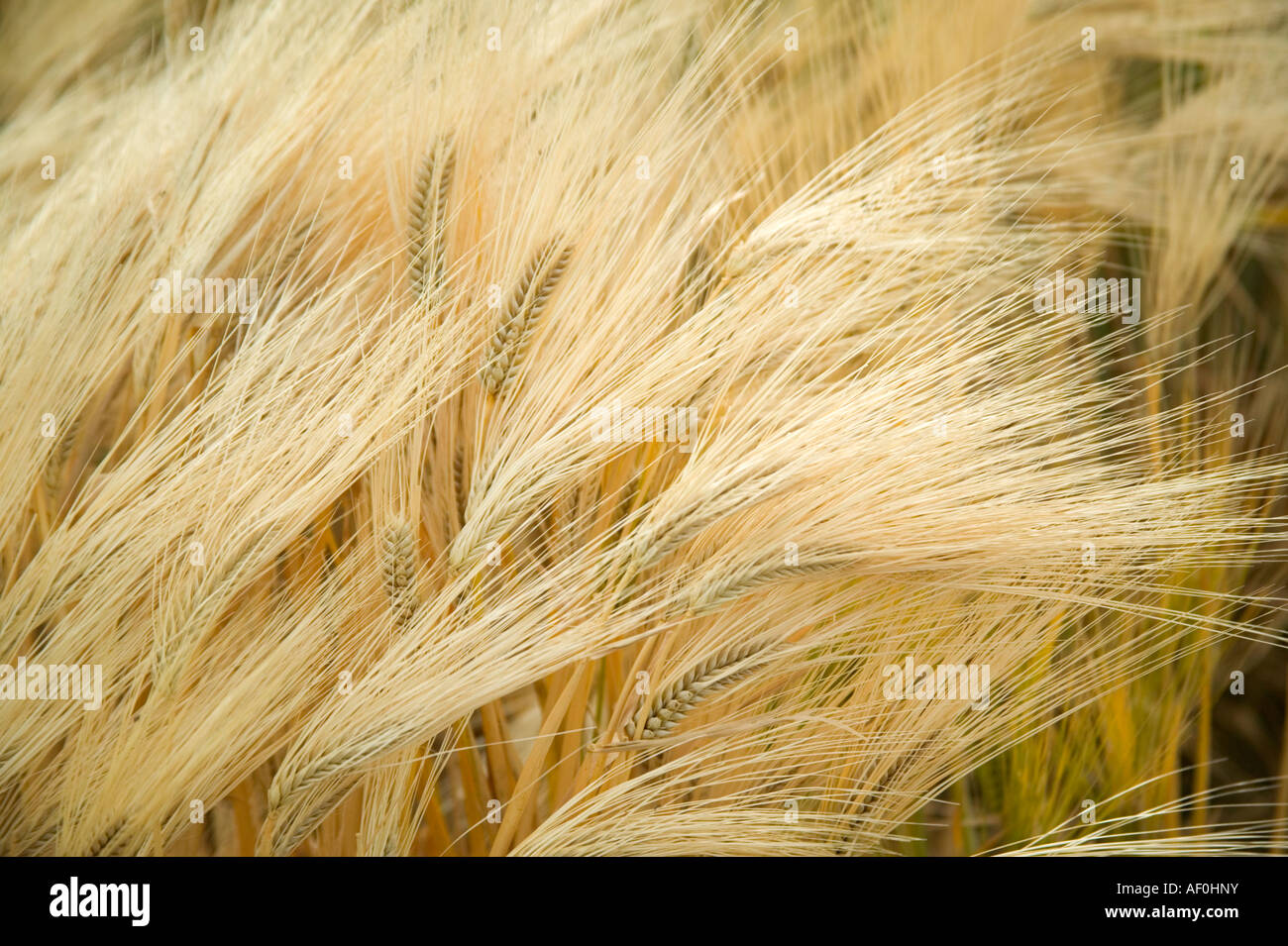 Mature four row barley growing in field, Oregon Stock Photo