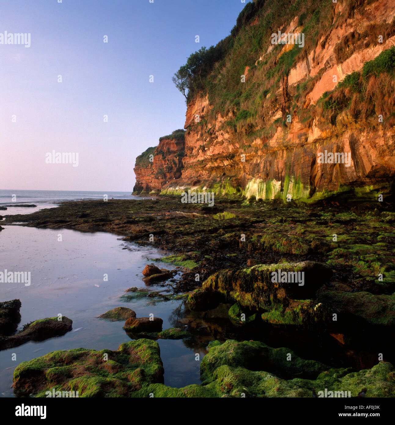 Cliffs at Ladram Bay at dawn Stock Photo