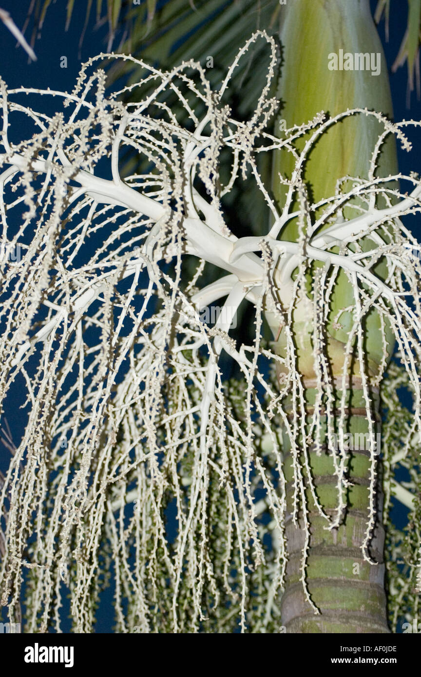 Palm tree Seed Pod Stock Photo Alamy