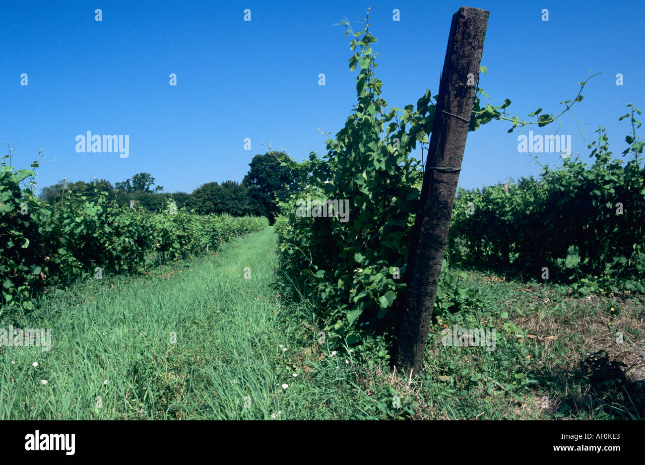 Vines at an Suffolk vineyard used for English wine making Stock Photo