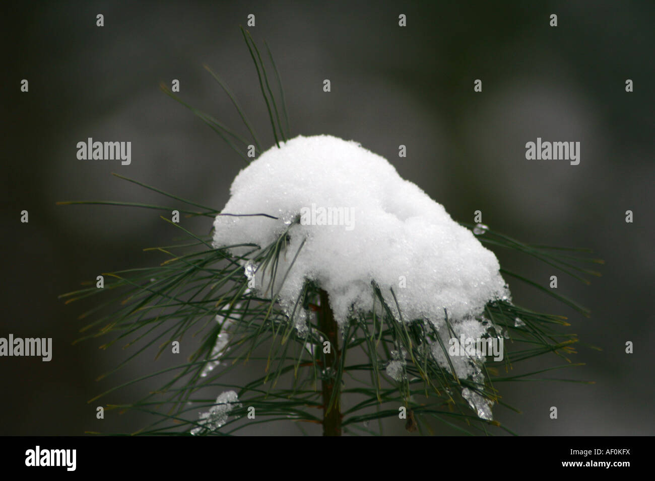 Pinaceae with snow Stock Photo